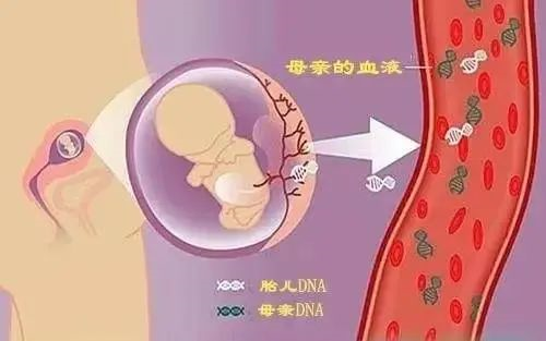 東莞哪家胎兒親子鑒定準(zhǔn)確？（無(wú)創(chuàng)胎兒、羊水、絨毛）