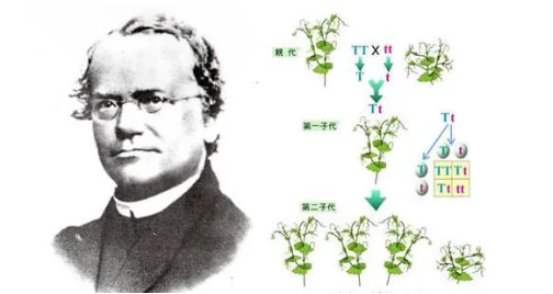 染色體遺傳：親子鑒定就是看血型么？