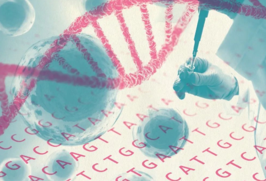 掉落的毛囊毛發(fā)可以拿去做染色體親子鑒定嗎? 掉落的毛囊毛發(fā)可以拿去做染色體親子鑒定嗎?